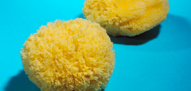 Natural Grass Sea Sponges
