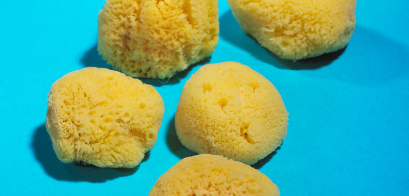 Hardhead sea sponges wholesale suppliers, processors and exporters
